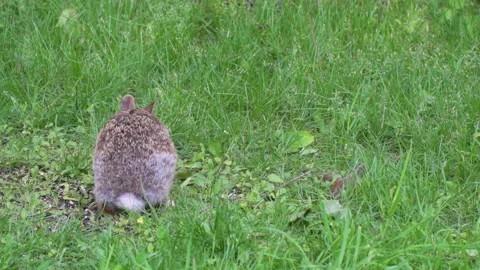 A wild rabbit and a chipmunk feeding in the same place 11 Vídeos de archivo 232152639