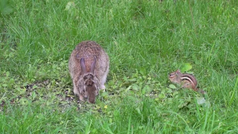 A wild rabbit and a chipmunk feeding in the same place 12 Vídeos de archivo 232152641