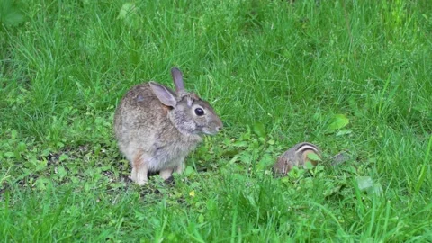 A wild rabbit and a chipmunk feeding in the same place 14 Vidéo 232152655