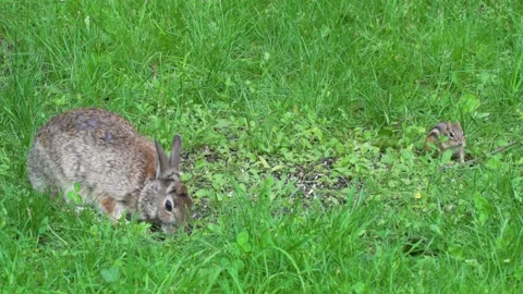 A wild rabbit and a chipmunk feeding in the same place 17 Vídeos de archivo 232152675