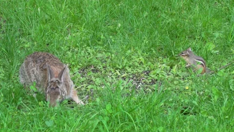 A wild rabbit and a chipmunk feeding in the same place 18 Vídeos de archivo 232152680
