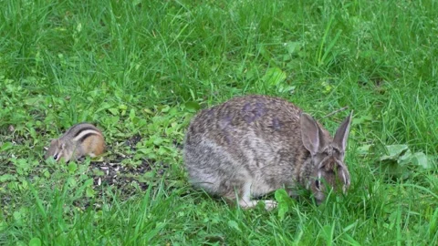 A wild rabbit and a chipmunk feeding in the same place 20 库存影片 232152686