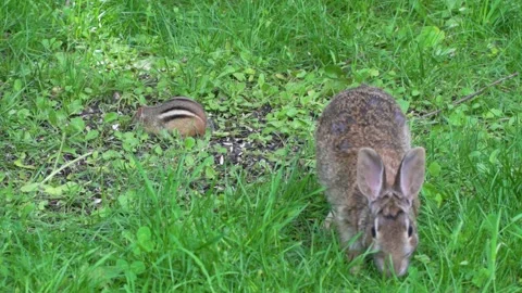 A wild rabbit and a chipmunk feeding in the same place 21 動画素材 232152691