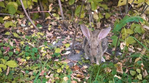 Wild Rabbit in the Autumn Forest Video stock 116500052