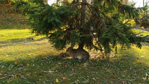 Wild rabbit banny in park Stock Footage 164381968