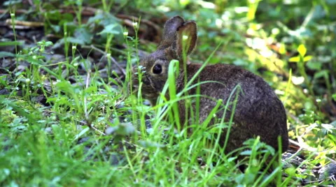 Wild rabbit browses, eats Stock Footage 53758898