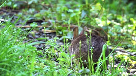 Wild rabbit browses, eats Stock Footage 53786639