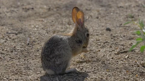 Wild rabbit cleans face Stock Footage 235950348