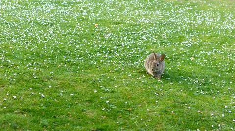 WIld rabbit in a daisy field Stock Photos