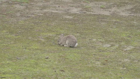 Wild rabbit digging through ground and looking for food, Okunoshima, Japan Vídeos de archivo 339089294