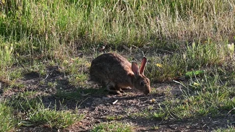 Wild rabbit eating and preening Stock Footage 244660245