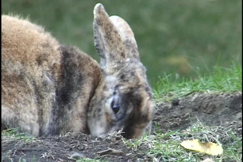 Wild Rabbit Eating Stock Footage 298783