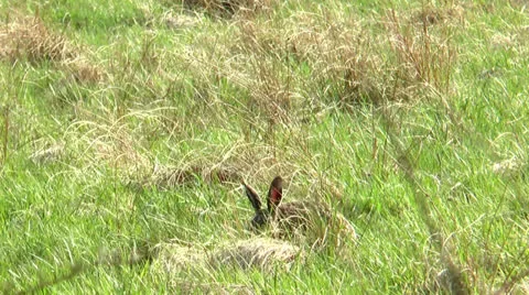 Wild rabbit eating Stock Footage 23562227