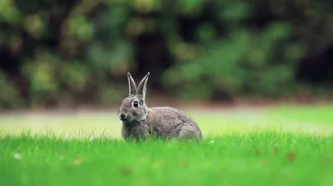 Wild rabbit eating grass Stock Footage 42968312
