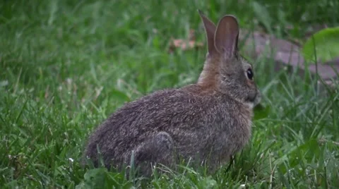 Wild rabbit eating grass Stock Footage 64792128