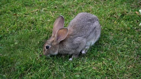 Wild Rabbit Eating Grass Video stock 116500048