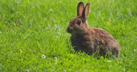 Wild rabbit eating grass in sunny meadow close up front three quarter view 库存影片 335965335