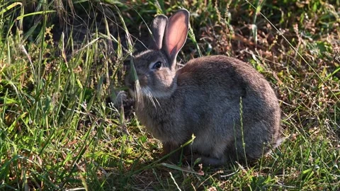 Wild rabbit eating in the long grass Stock Footage 243744889
