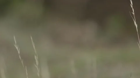 A wild rabbit eats in a field Stock Footage 47292267