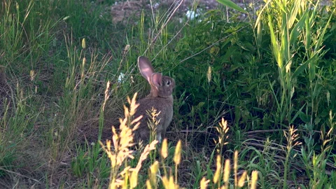 A wild rabbit eats grass. Rabbit went to the clearing in search of food Stock Footage 111314978