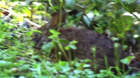 Wild Rabbit eats looks and hops Stock Footage 53751521