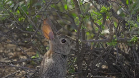 Wild rabbit eats vegetation Stock Footage 235950409