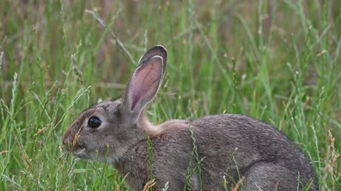Wild rabbit feasting on the lush grass Stock Footage 244474084