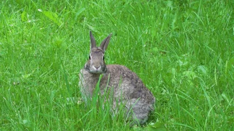 Wild rabbit feeding in a field of grass 2 스톡 동영상 232152873