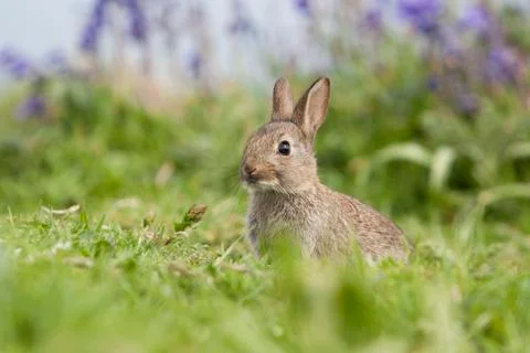 Wild rabbit in a field on Staffa island Stock Photos
