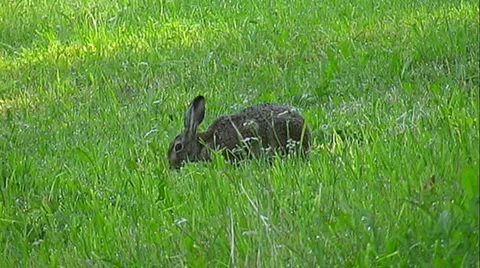 Wild rabbit Stock Footage 955054