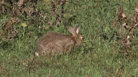 WILD RABBIT Stock Footage 36611349