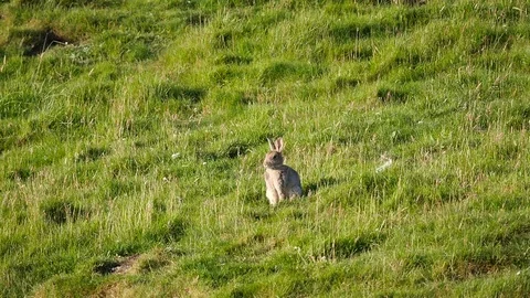Wild rabbit Video stock 80110771