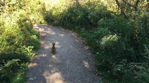Wild Rabbit Stock Footage 90167337