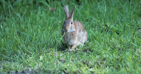 Wild rabbit Stock Footage 94033088