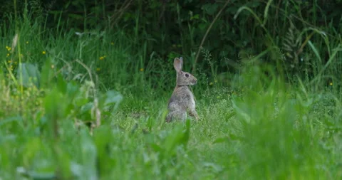 Wild rabbit Vídeo Stock 155025915