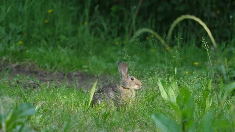 Wild rabbit Vídeo Stock 156416812