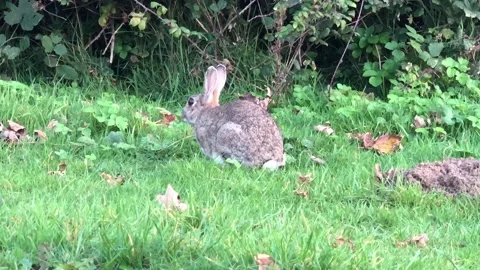 Wild Rabbit Stock Footage 163289963