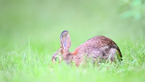 Wild rabbit Stock Footage 287233600