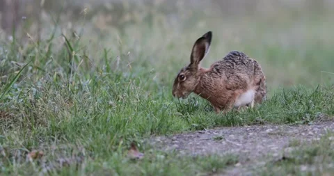 Wild rabbit in forest 스톡 동영상 206752145