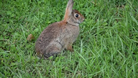 Wild Rabbit in Grass Field Video stock 141289018