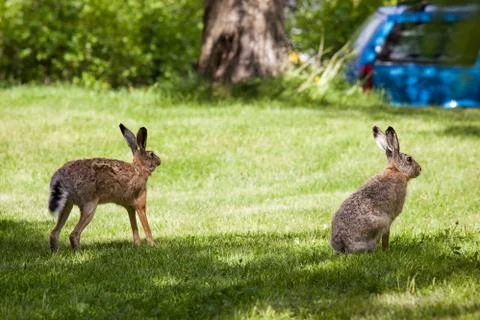 Wild rabbit on grass Stock Photos