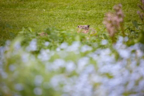 Wild rabbit on grass Stock Photos