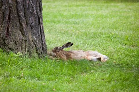 Wild rabbit on grass Stock Photos