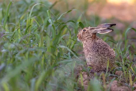 Wild rabbit in the grass Stock Photos