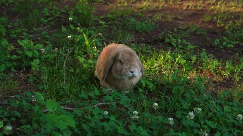 Wild rabbit grazing on grass Vídeos de archivo 335550845