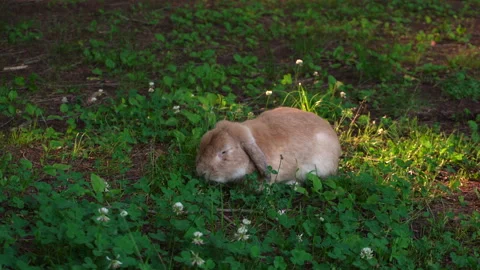 Wild rabbit grazing on grass Vídeos de archivo 335550847