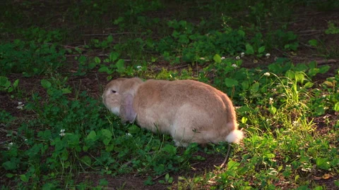 Wild rabbit grazing on grass Vídeos de archivo 335550853