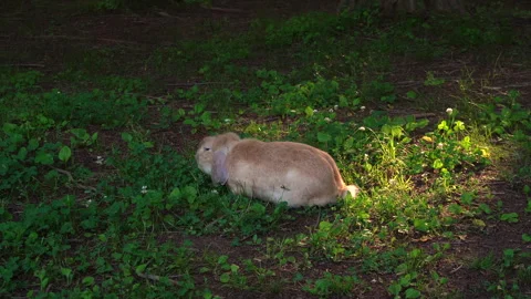 Wild rabbit grazing on grass Vídeo Stock 335550854