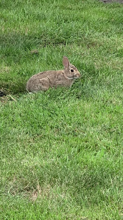 Wild Rabbit Grazing on Green Grass Before Running Away Stock Footage 335964908