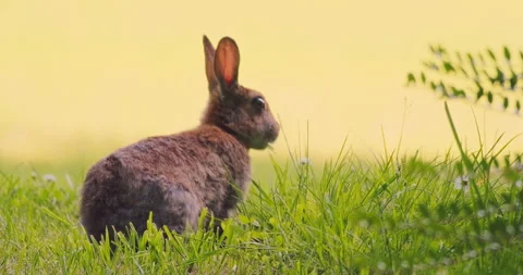 Wild rabbit grazing in green grass at golden hour close up side view 库存影片 335965248